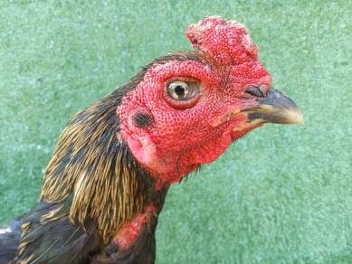 ayam batang