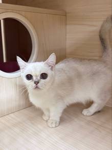(Spay) Female Betina Munchkin Silver Point