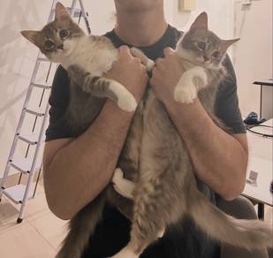 Young sister cats