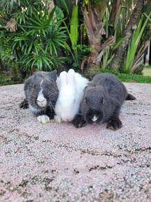 Arnab mix comel ❤️❤️❤️