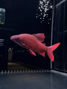 Six Barred Distichodus