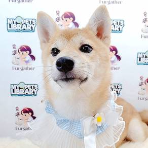 Shiba Inu