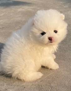Squishable Pomeranian Pom Fluffy Fox Baby Puppy