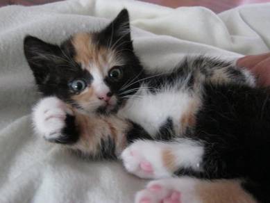 Calico Kitten
