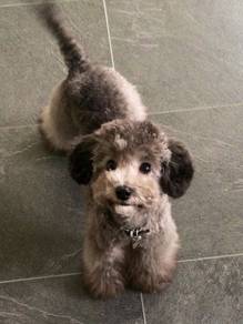G7451 Nuzzly Poodle curly coat small medium sized