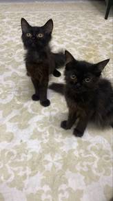 cat for sell