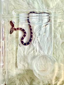 Cornsnake