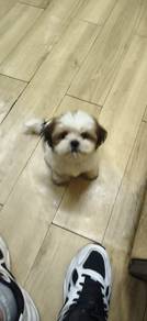 shi tzu