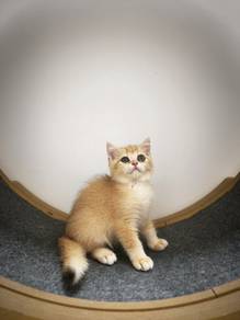 BSH Kittens Golden Purebred