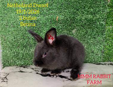 Netheland Dwarf