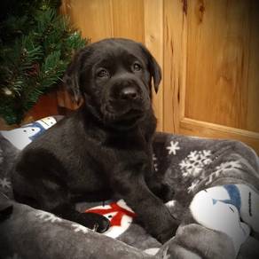 Labrador Retriever 14
