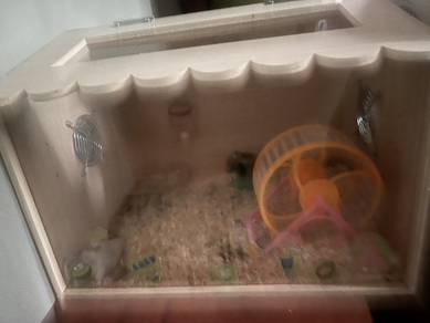 Hamster