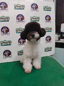 Black and White Poodle 2026