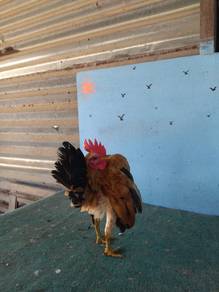 ayam serama 