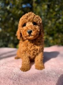 Purebreed poodle available 