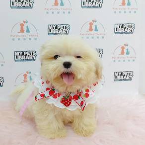 Shih Tzu