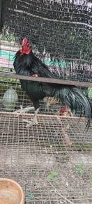 Ayam Ratu SG
