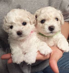 DD_B831RR TINY Bichon frise puppies