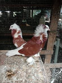 merpati kapuchi 