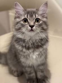 Gray Kitten Mix Mainecoon Persian