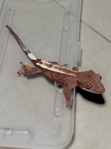 Crested Gecko 