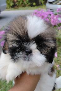 Shih Tzu 