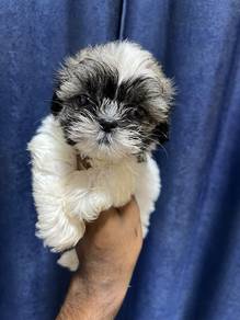 shihtzu-