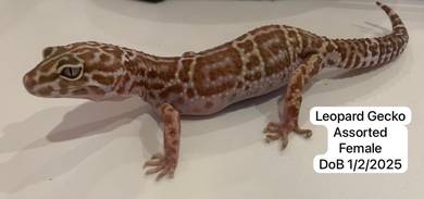 Leopard Gecko