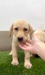 Labrador retriever puppies