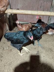 Ayam kampung hidup 