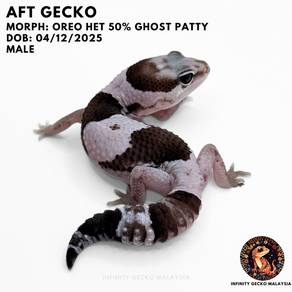 African Fat-Tailed Gecko Malaysia AFT Oreo 新山肥尾守宫