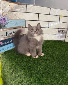 Kucing parsi bulu panjang