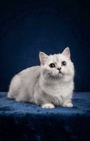 Munchkin High Quality Female kitten