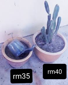 pasu & pokok cactus 