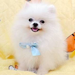 Pomeranian