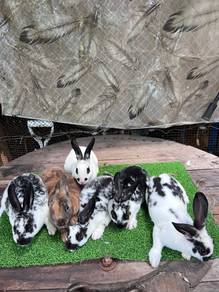 Arnab Rabbit Minirex