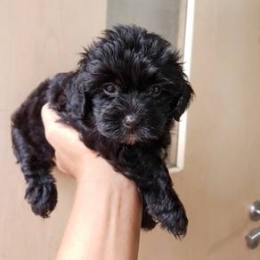 poodle black 