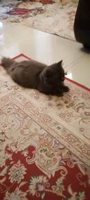Well Breed BSH Need New Owner
