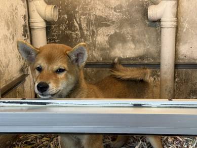 Shiba inu