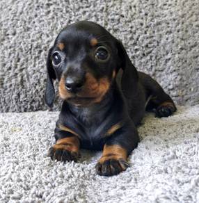 MINIATURE DACHSHUND PUPPIES R29 🐻 Boy~Girl