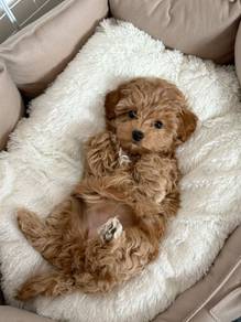 F7696 Nuzzly Maltipoo Maltese mix Poodle mix Short