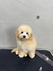 mix breed puppy