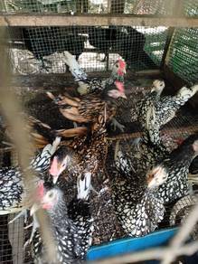 Ayam Batik Gold dan Silver