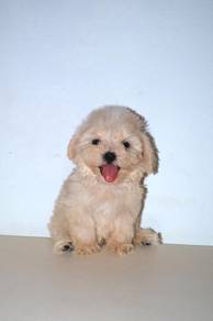 C37 Fluffy Maltipoo Dog