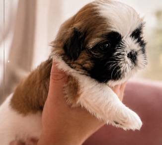 Shihtzu