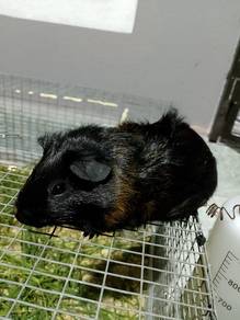 Guinea Pig 