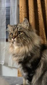 Beautiful Domestic Long Hair Cat (Tabby)