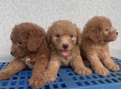 Toy poodle