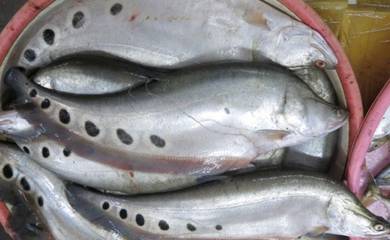西刀鱼, 七星鱼, Anak Ikan Belida, Clown Knifefish