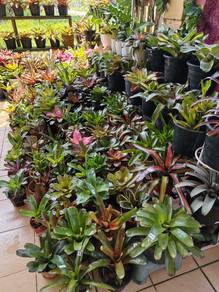 Anak Pokok Bromeliad 